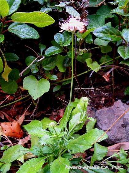 Tallo; hojas; inflorescencia / © Álvaro Areias